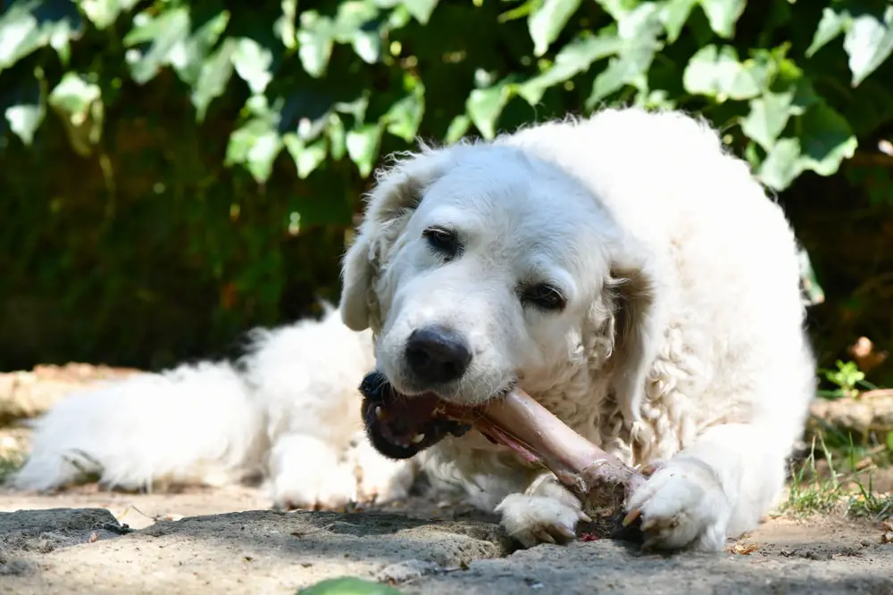 Kuvasz eating bone
