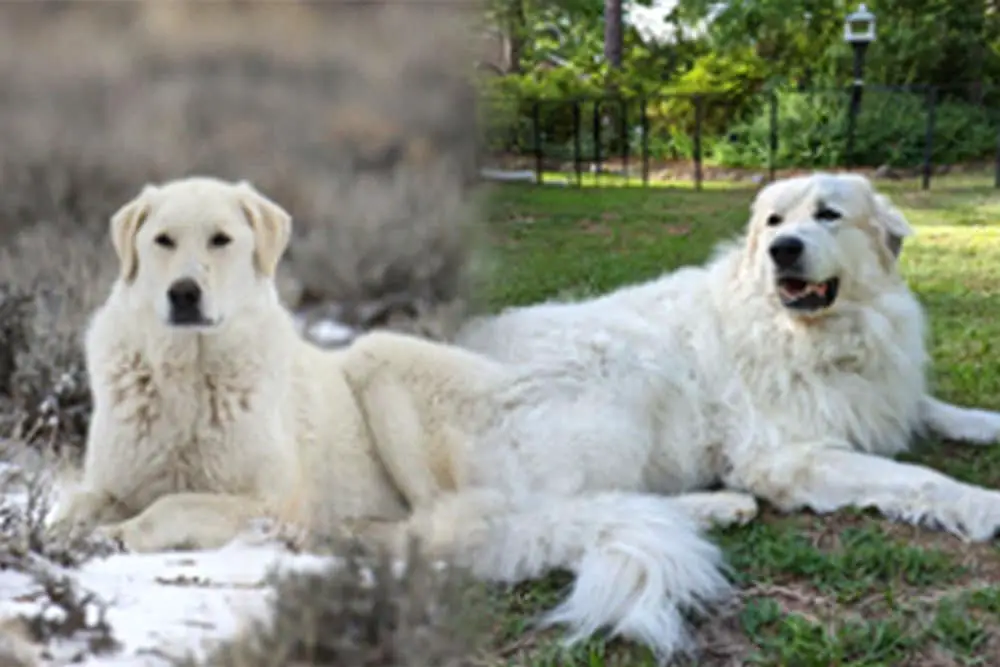 Kuvasz vs Great Pyrenees - The Ultimate Comparison Guide