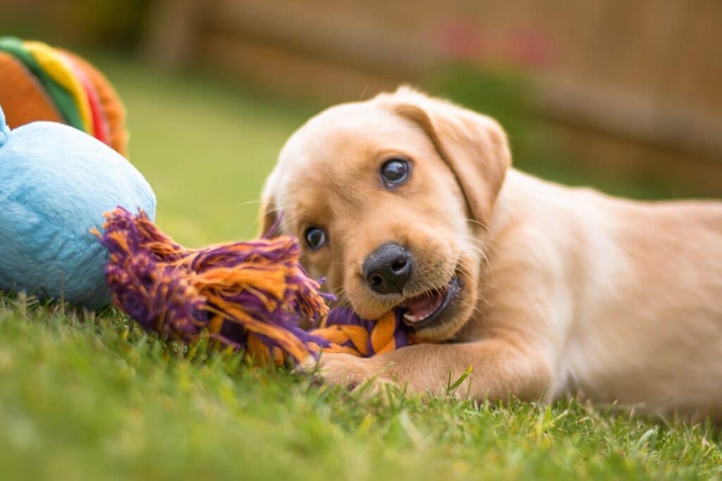 Labrador playing with toy