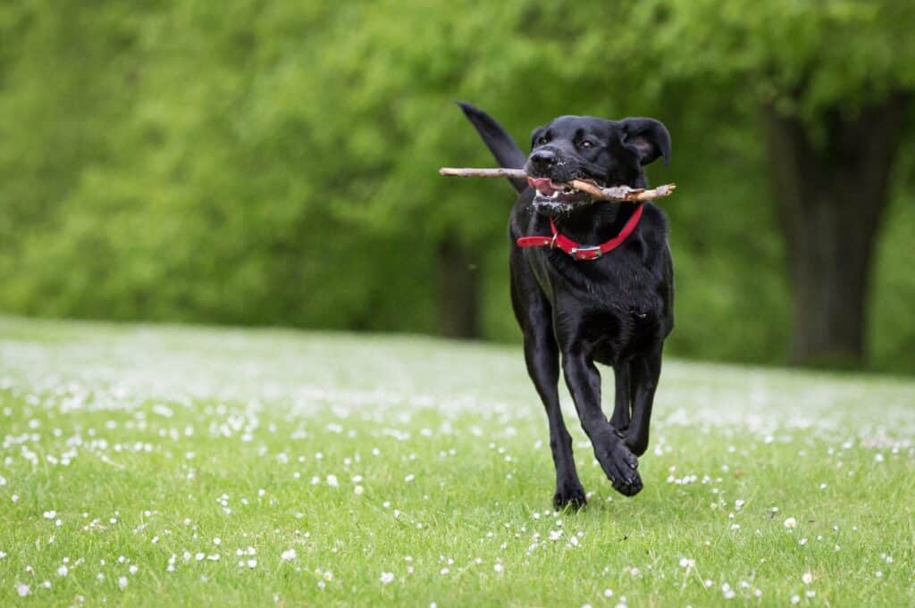 Labrador running with stick