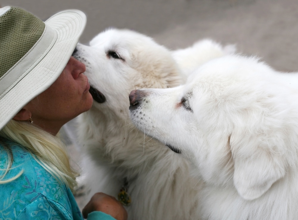 Lady kissing a Great Pyrenees