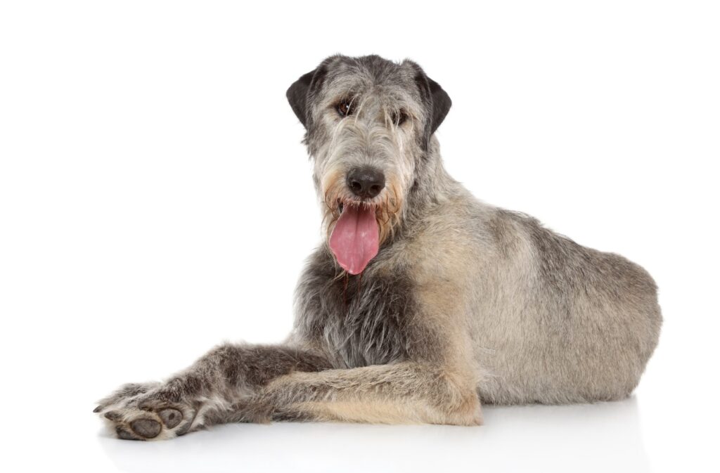 Large Irish Wolfhound