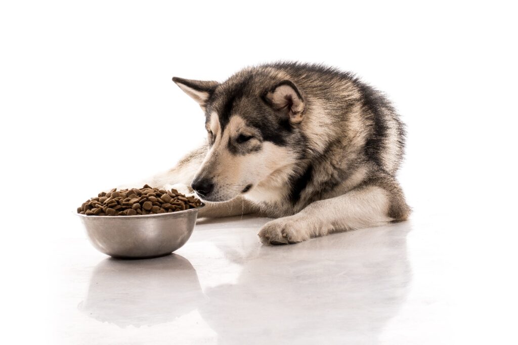 Malamute eating from bowl