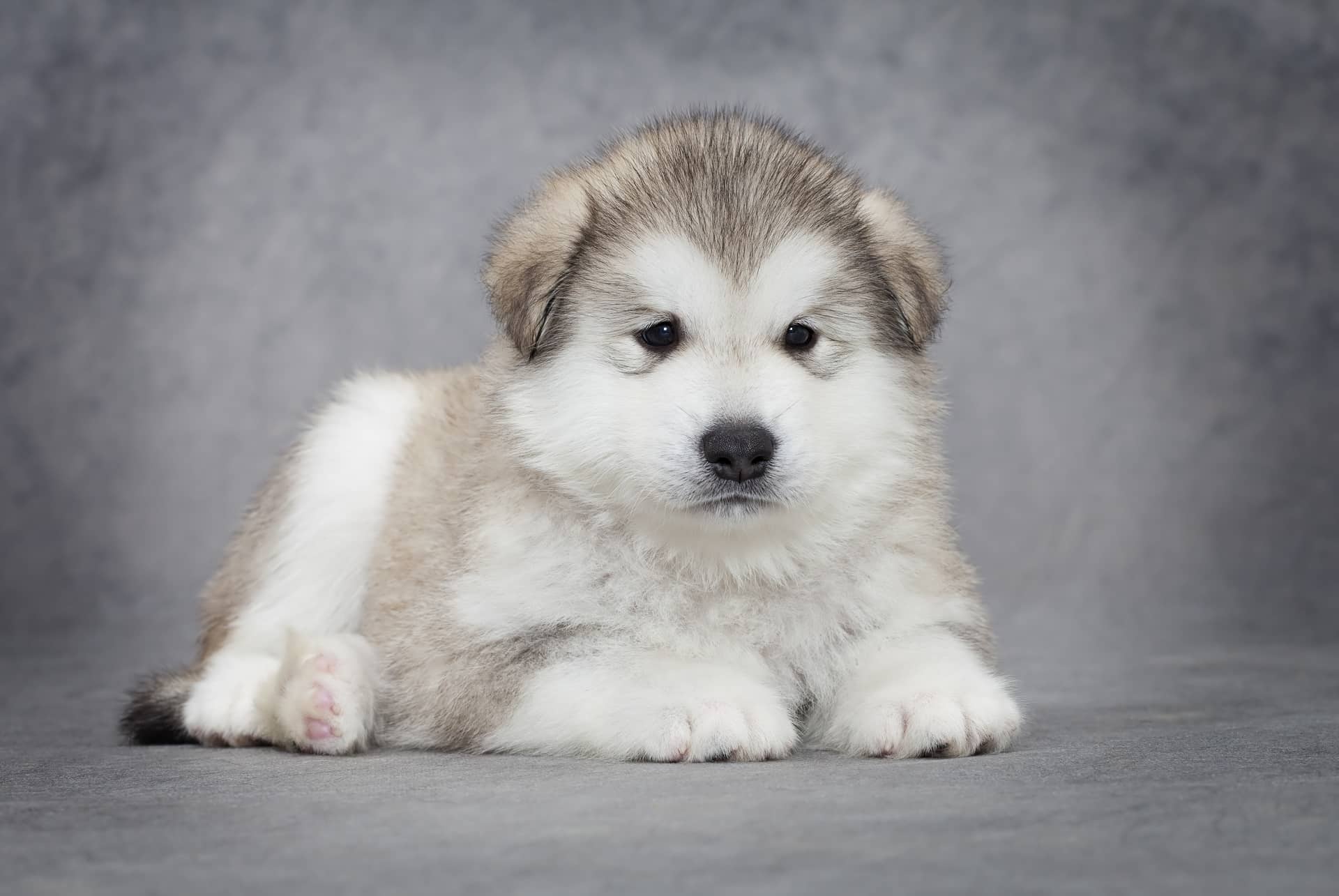 Malamute Puppy