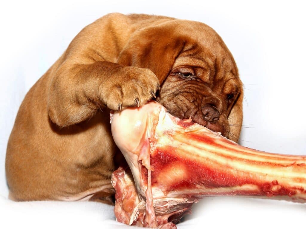 Mastiff eating meat