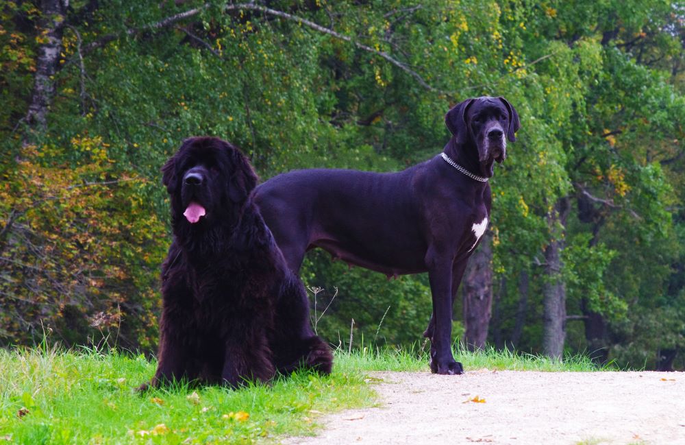 Newfoundland and Great Dane dogs