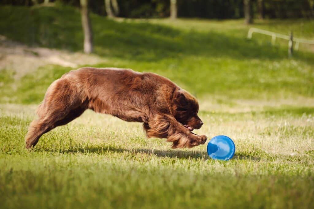 Newfoundland playing with a ball