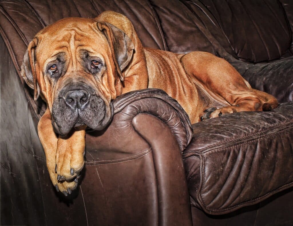 Old Boerboel laying down on the couch