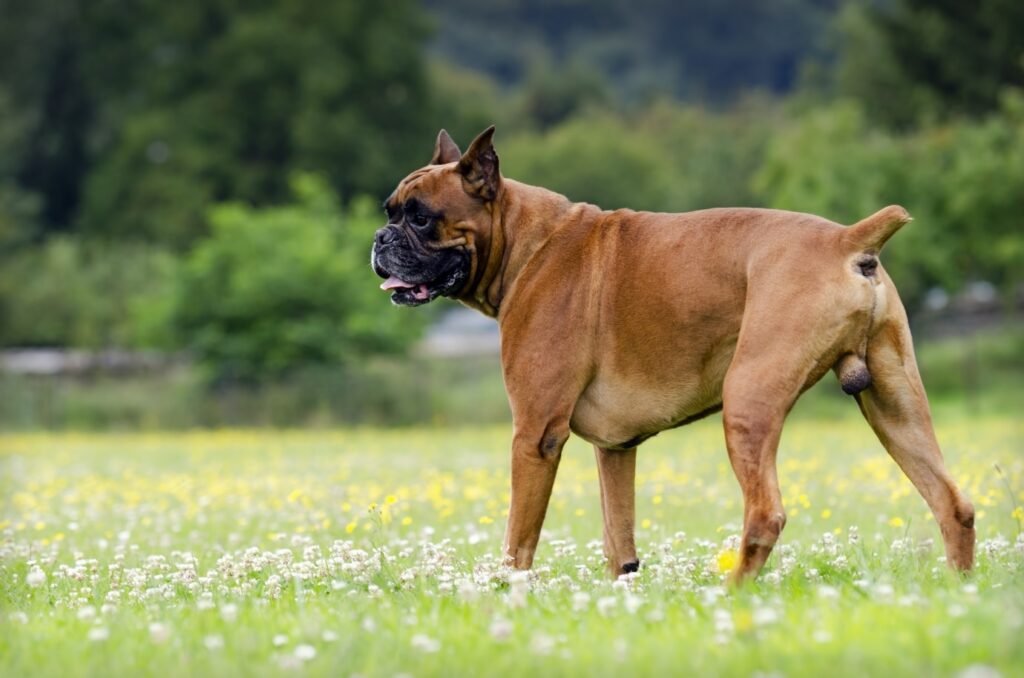 Old boxer dog in park