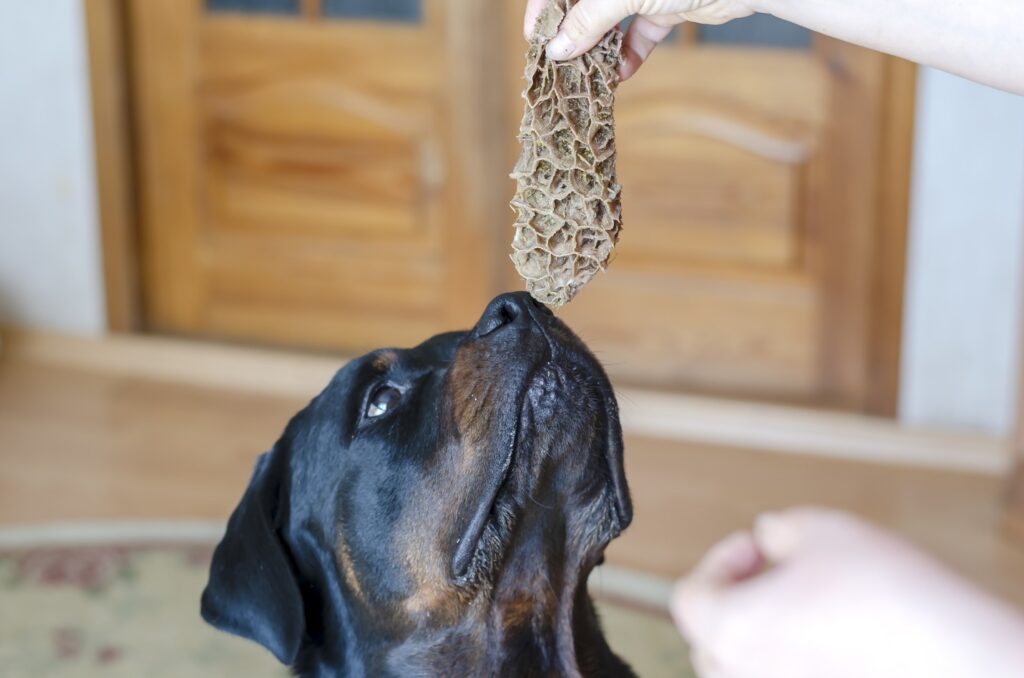 Owner feeding Rottweiler treat