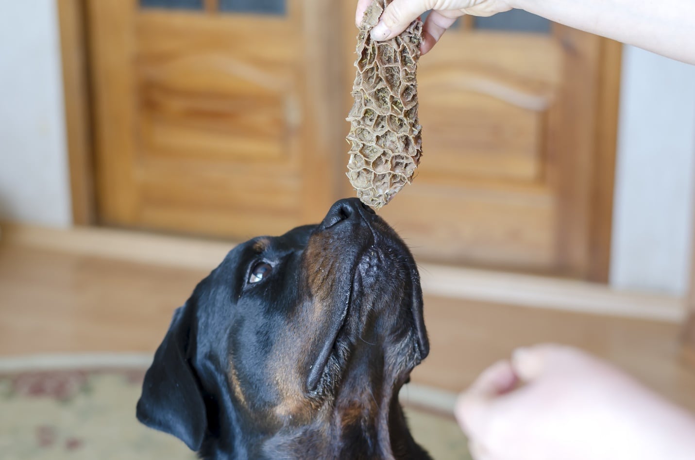 Owner feeding Rottweiler home made food