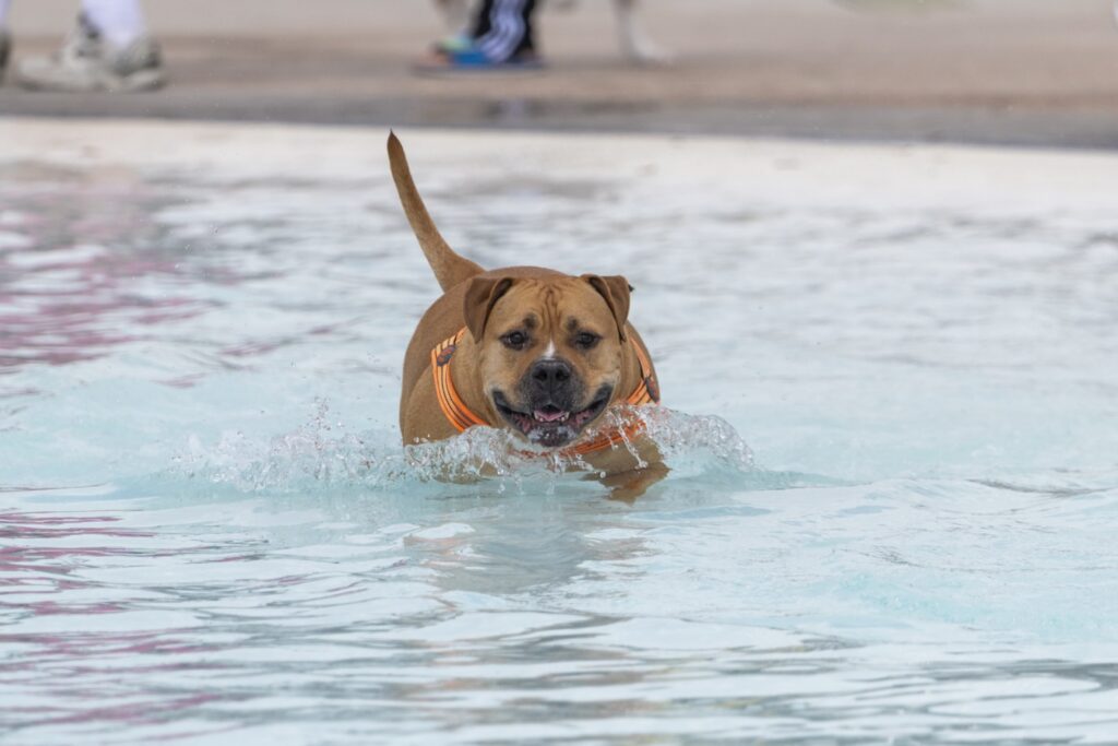Pitbull in cold water