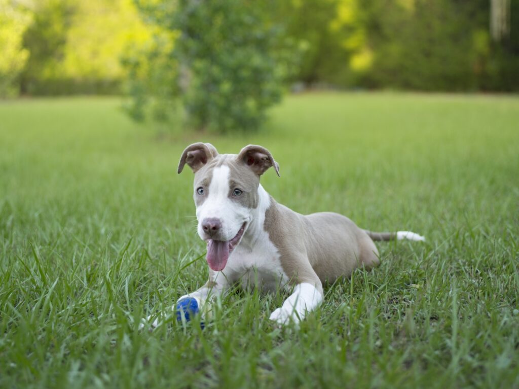 Pitbull puppy playing