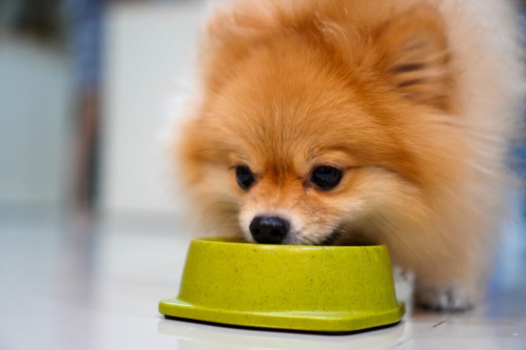 Pomeranian eating