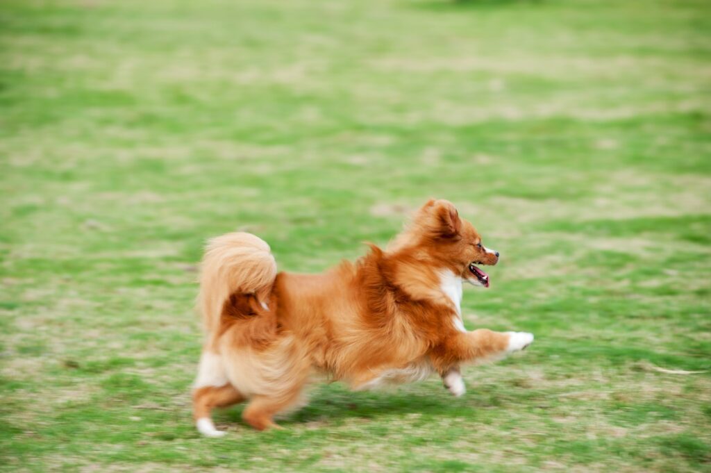 Pomeranian running fast