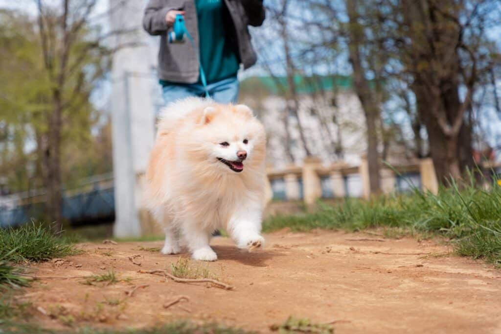 Pomeranian walking
