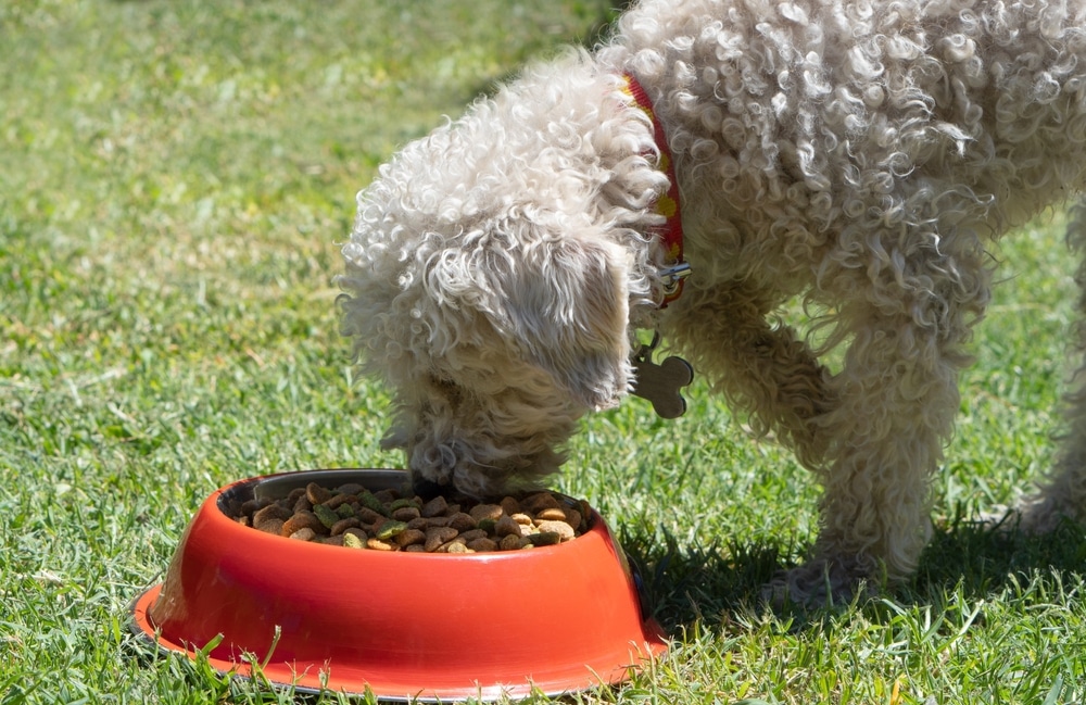 Poodle eating from bowl