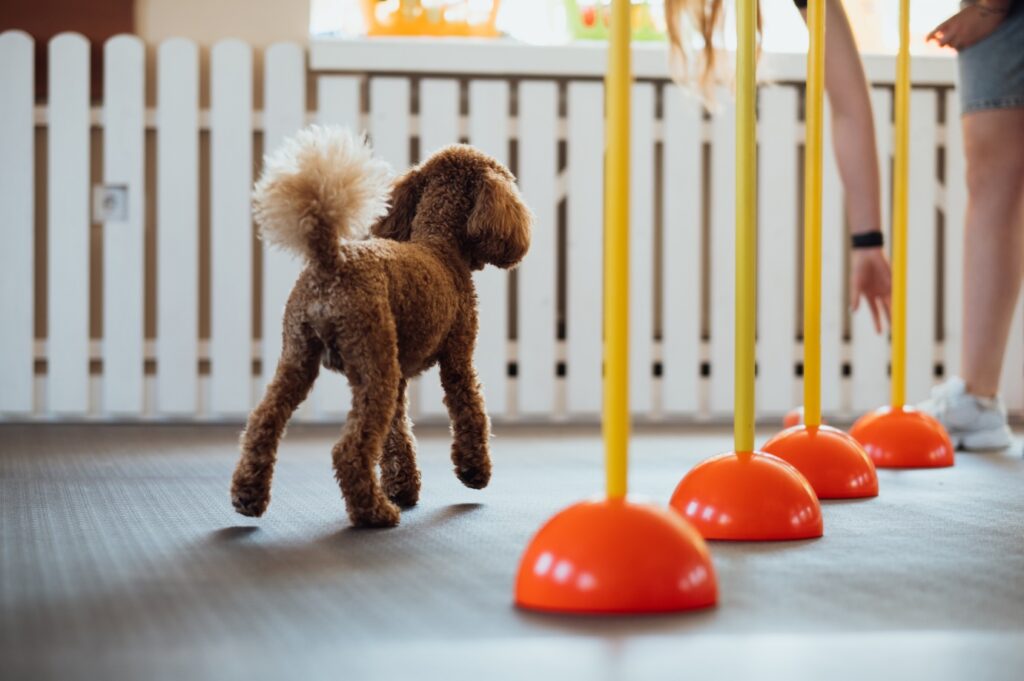 Poodle exercising