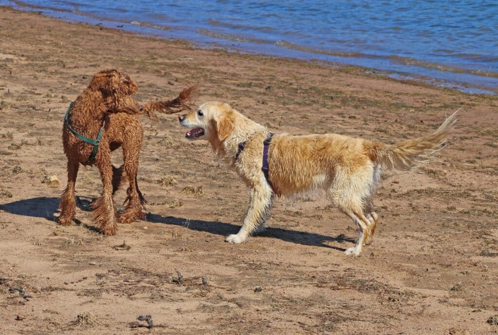 Poodle socializing with dog