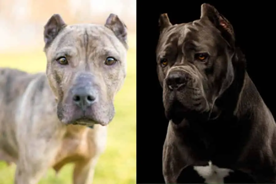 Presa Canario Vs Cane Corso