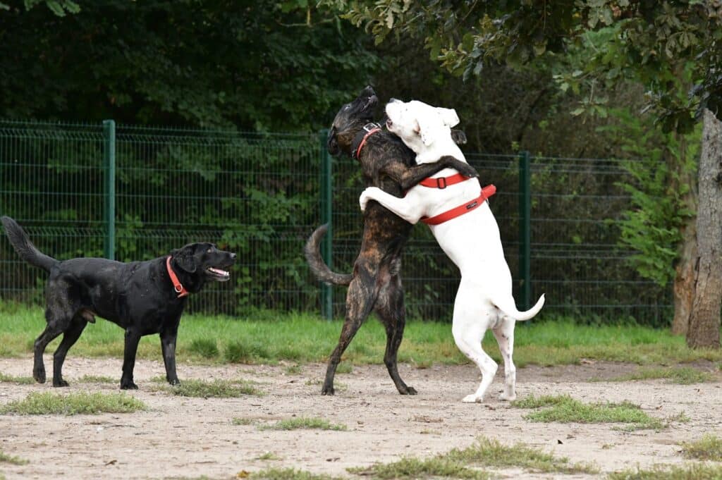 Presa Canario with dog