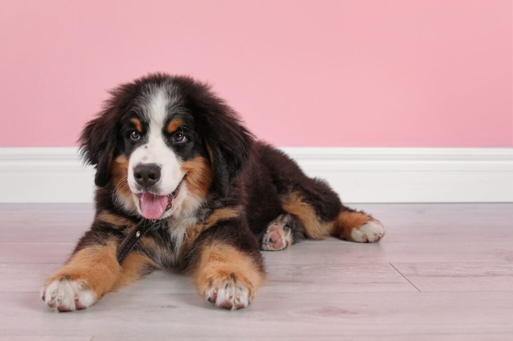 Puppy Bernese Mountain Dog lying on the floor