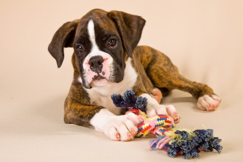 Puppy Boxer playing with its toy