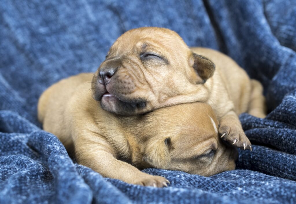 Boxer mastiff mix - puppy prices