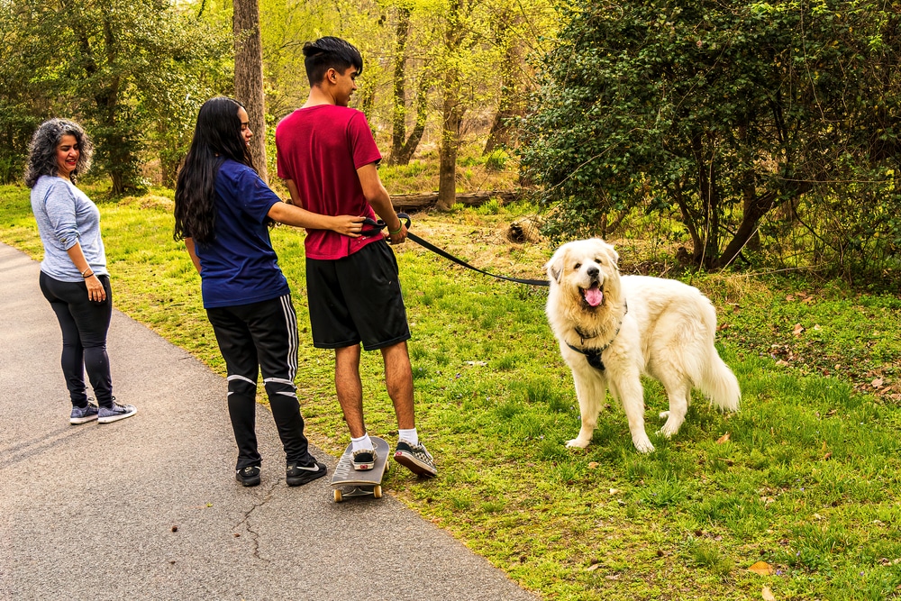 Redirecting the attention of a Great Pyrenees