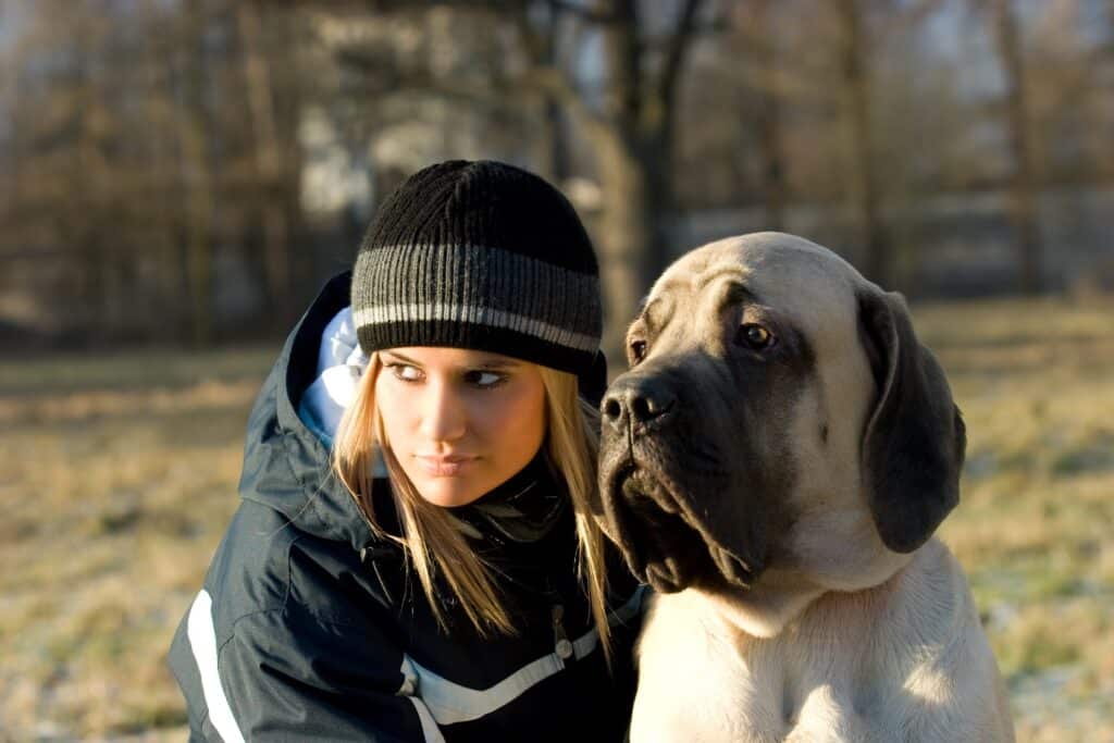 Relaxed English Mastiff with owner