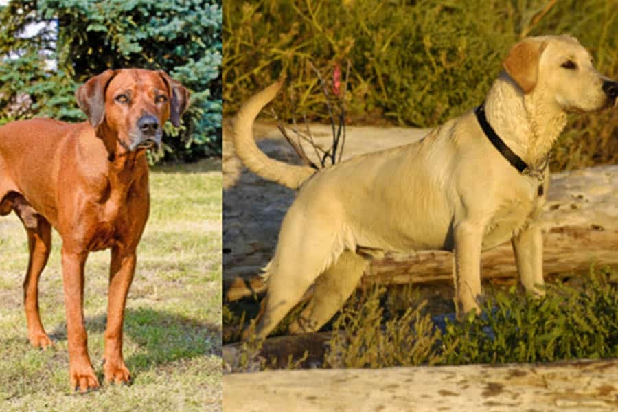 Rhodesian Ridgeback Labrador