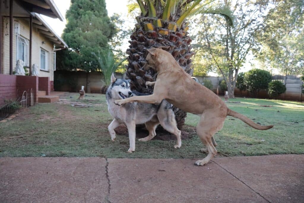 Rhodesian Ridgeback playing with dog