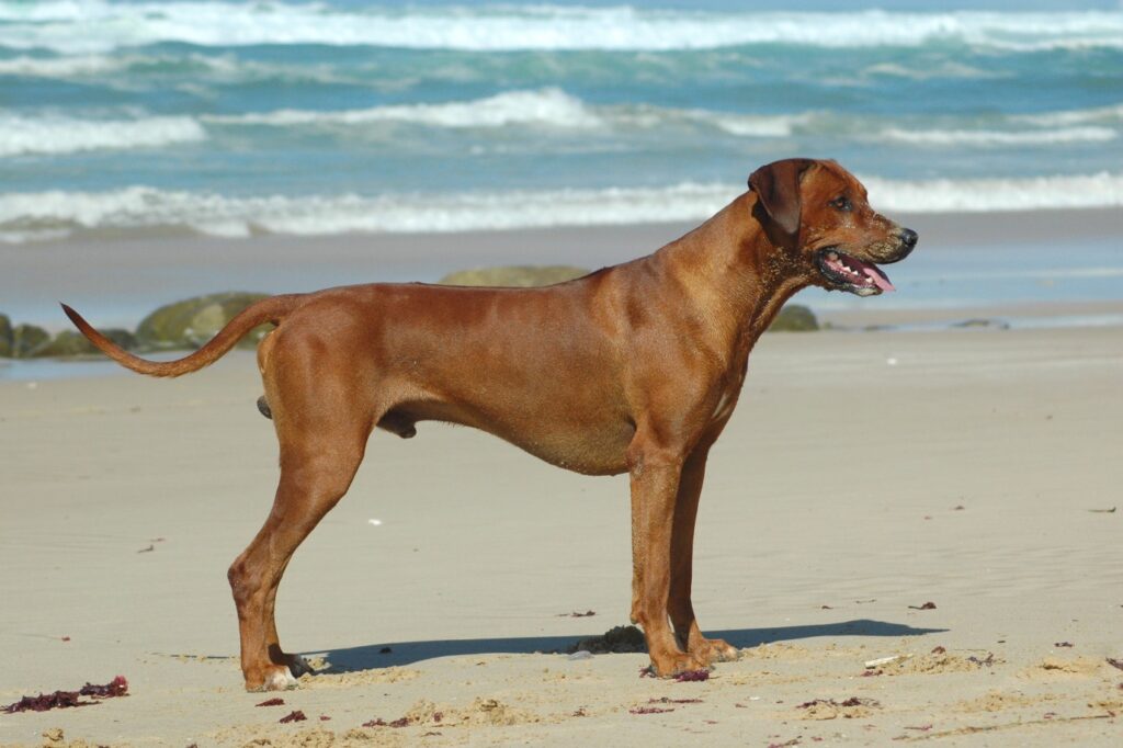 Rhodesian Ridgeback relaxing