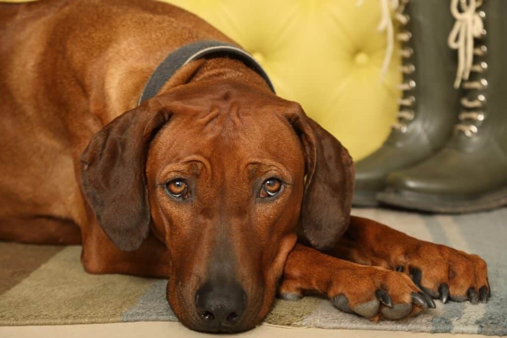 Rhodesian Ridgeback sitting