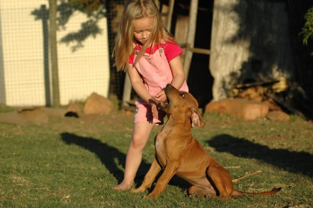 Rhodesian Ridgeback with girl