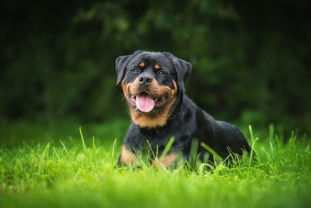 Rottweiler after eating watermelon