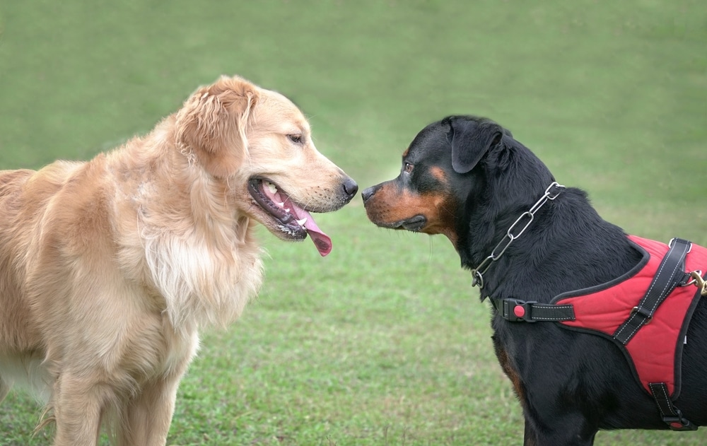 Rottweiler and Golden Retriever training