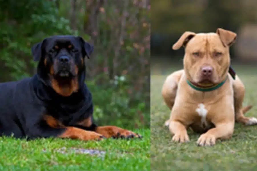 Rottweiler and Pitbull