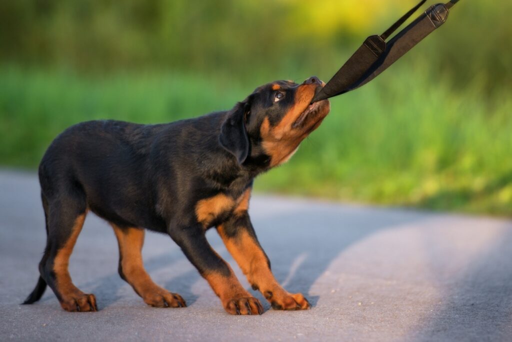 Rottweiler being trained