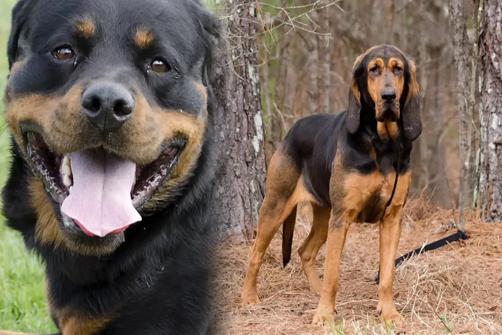 Rottweiler Bloodhound Mix