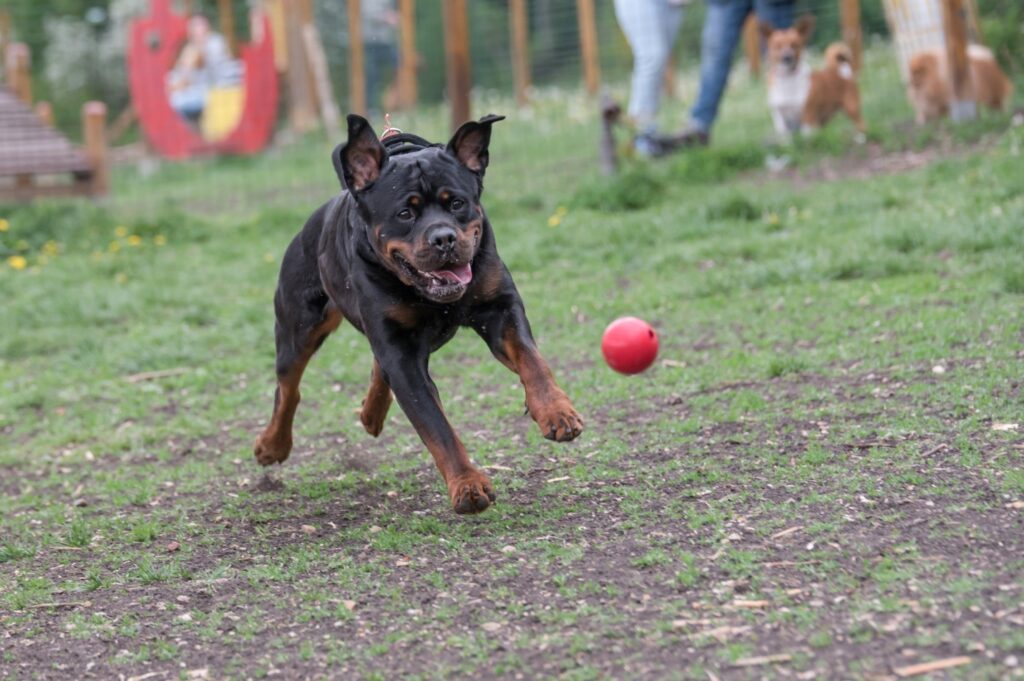 Rottweiler chasing ball