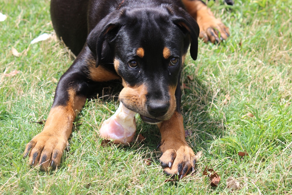 Rottweiler chewing on raw bone
