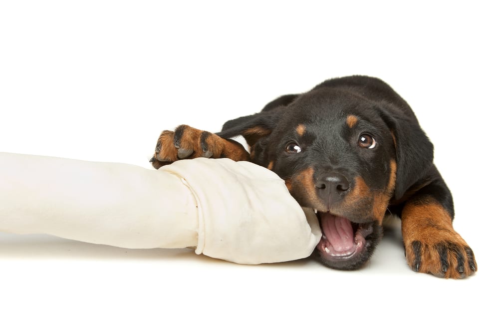 Rottweiler chewing on sheet