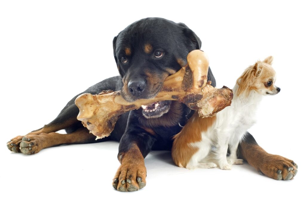 Rottweiler chewing on tasty bone