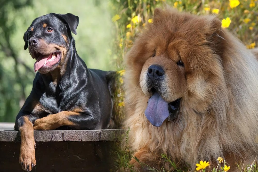 Rottweiler Chow Mix