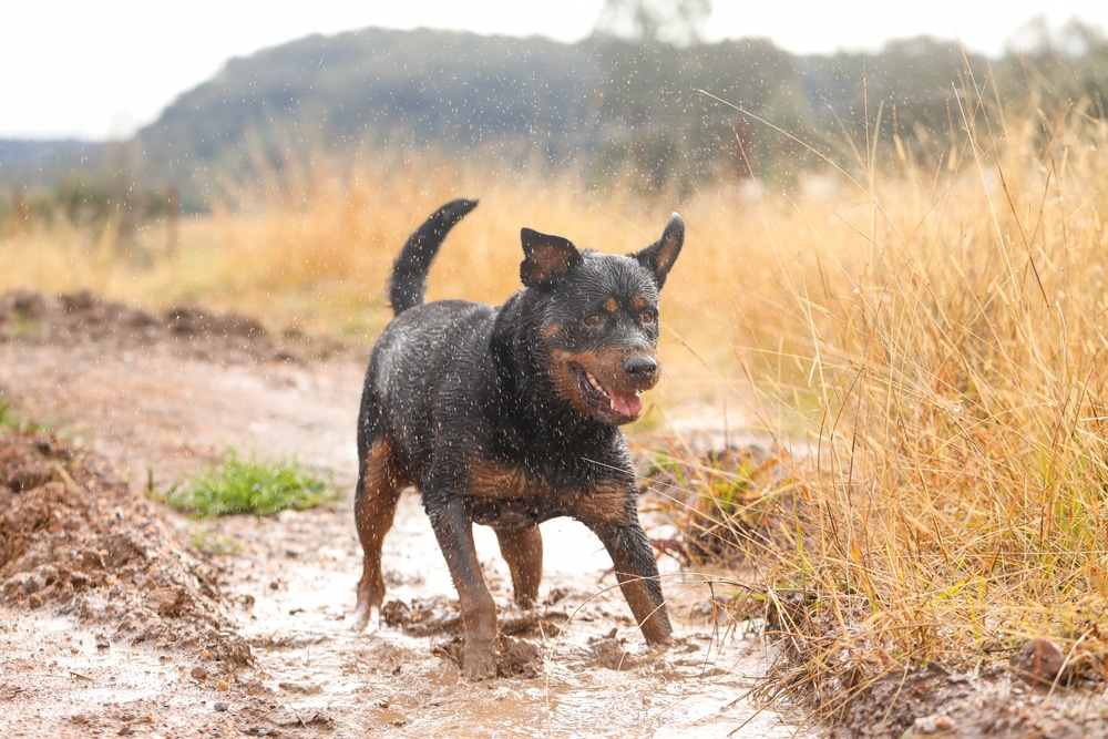 Rottweiler digging up mud