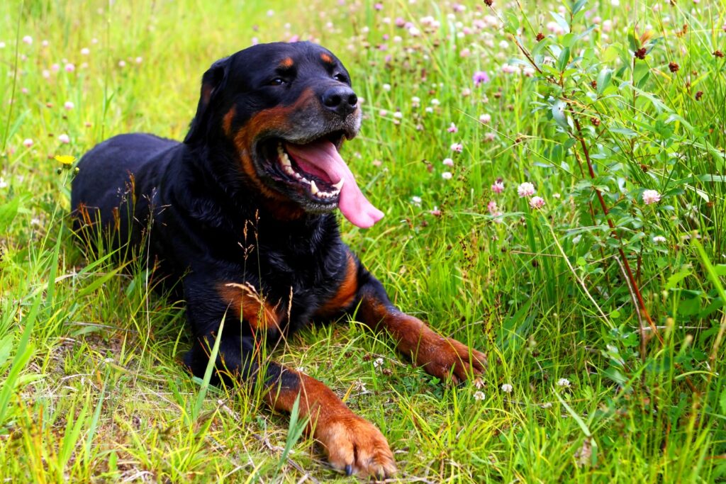 Rottweiler drooling