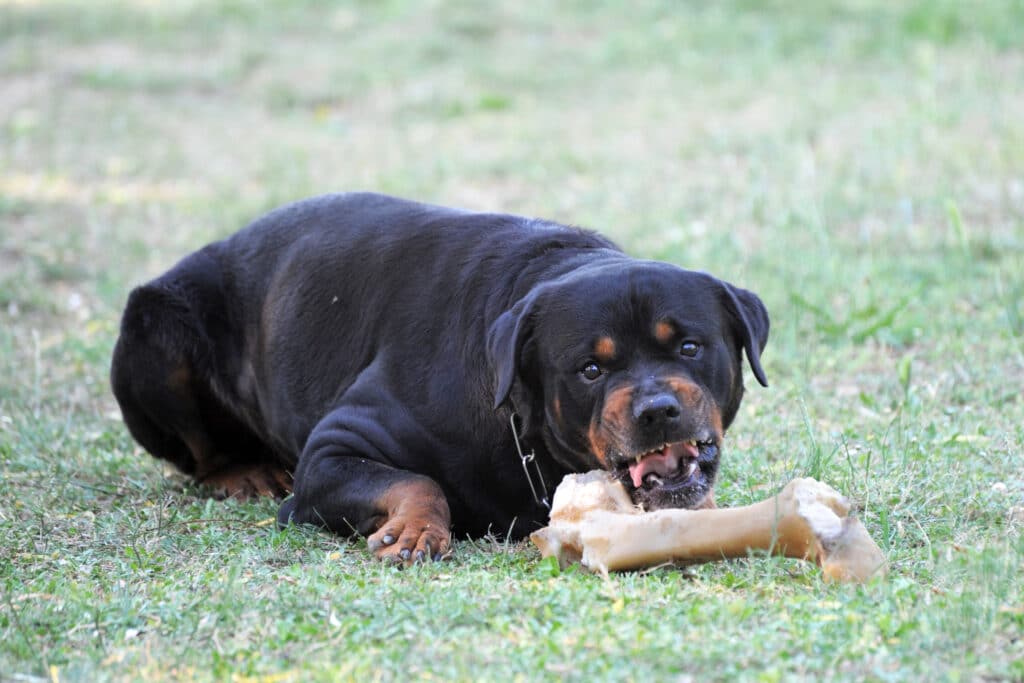 Rottweiler eating meat off bone