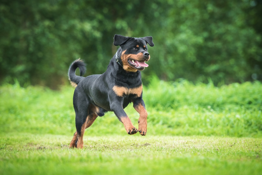 Rottweiler exercising