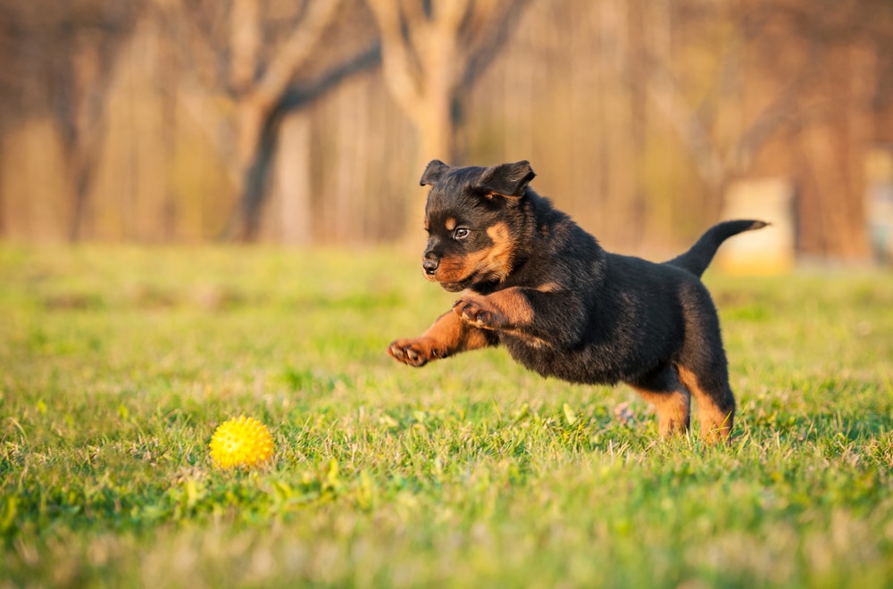 Rottweiler exercising with ball